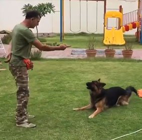 Fawaz Homsi Dog Trainer About 3